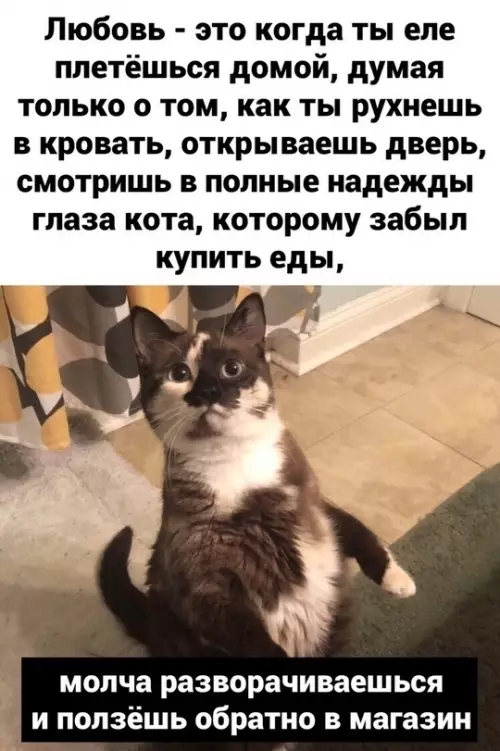 Смешная картинка №738803 Коты