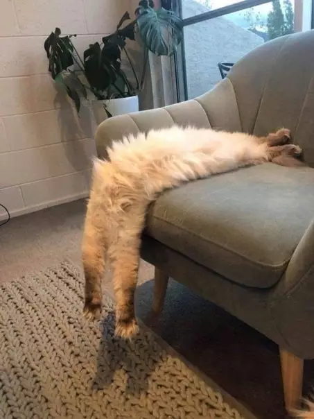Смешная картинка №376088 Агрегатное состояние: кот коты, кошки