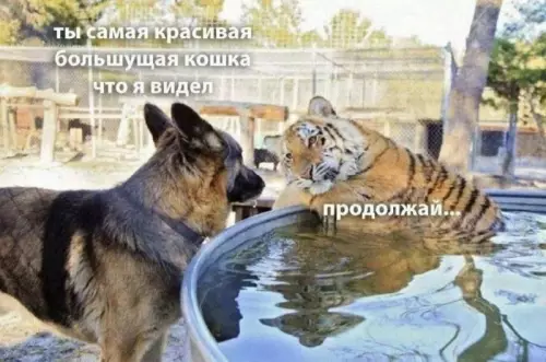 Смешная картинка №692783 Животные 