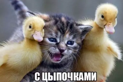 Смешная картинка №449136 Цыпочки которых ты можешь себе позволить