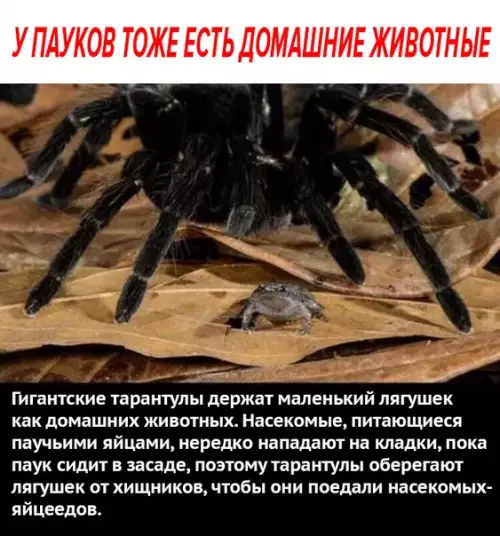 Смешная картинка №282301