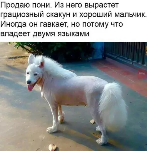 Смешная картинка №260975