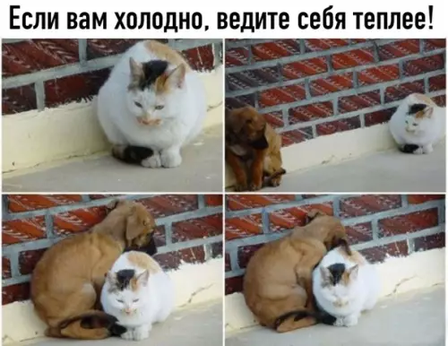 Смешная картинка №528621