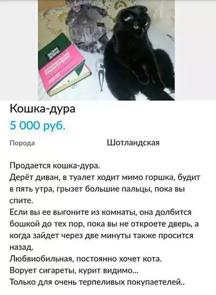Смешная картинка №173552 Надо брать! кошки