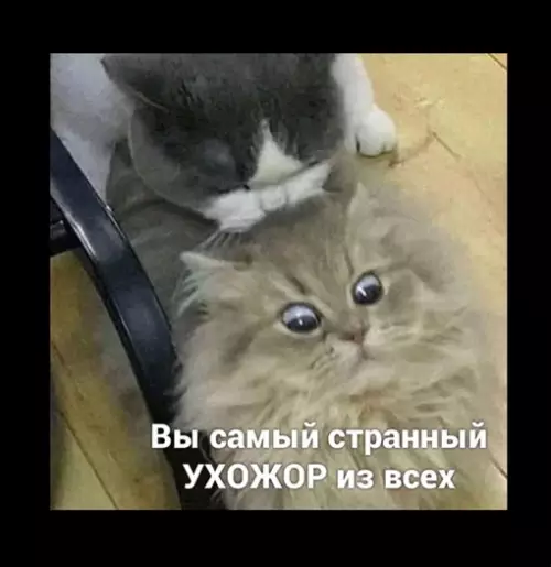 продолжение Смешная картинка №637419 Самый странный ухожор!
