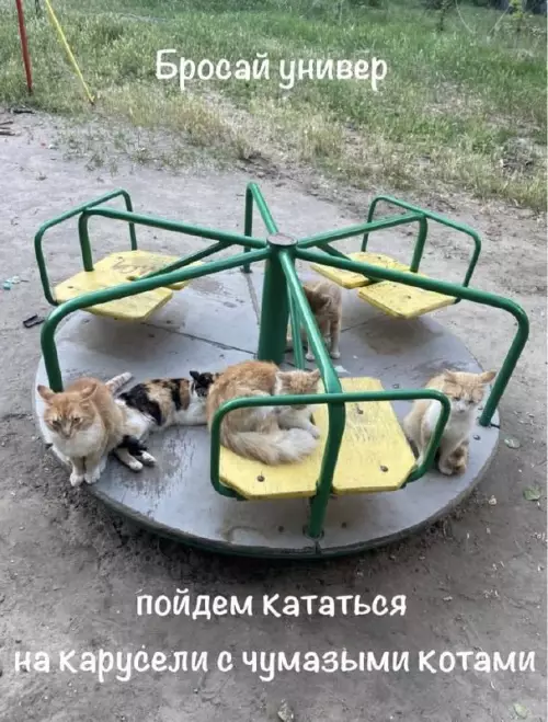 Универ подождет, котики зовут! 🐈‍⬛🎡 - Бросай универ пойдем кататься на карусели с чумазыми котами