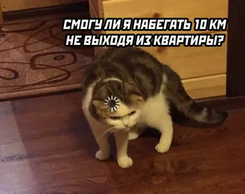 продолжение Смешная картинка №575493 Коты