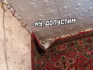 продолжение Смешная картинка №626649