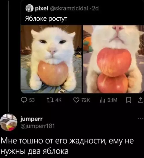 Смешная картинка №710194 коты