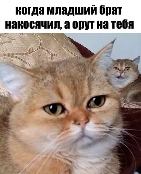 Смешная картинка №207741