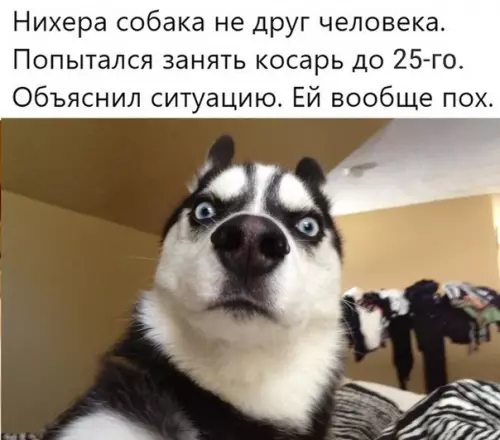 Смешная картинка №304484