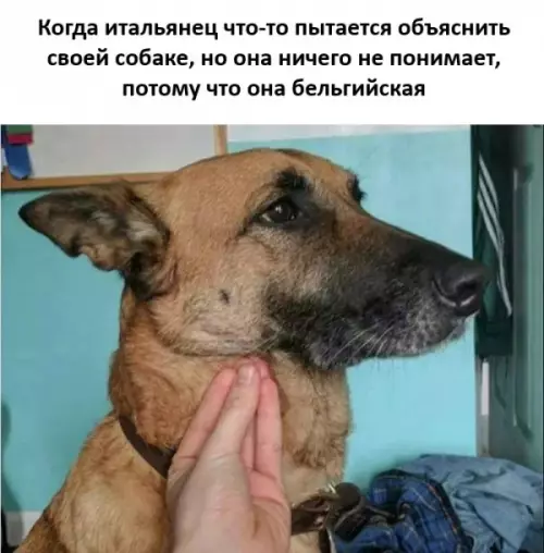 Смешная ситуация с собакой