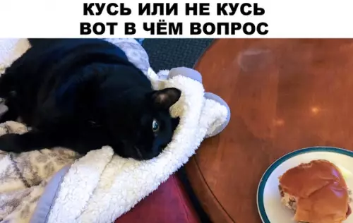 Смешная картинка №313888 кошки
