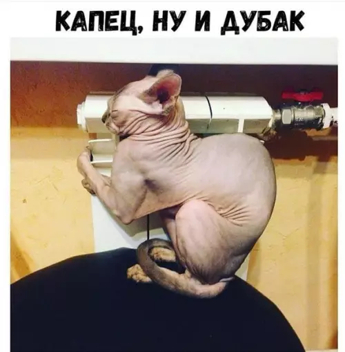 Смешная картинка №408216