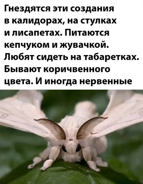продолжение Смешная картинка №642147