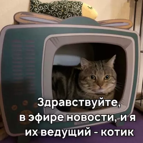 Смешная картинка №532173 Новости, которые мы заслужили Кошки наташа