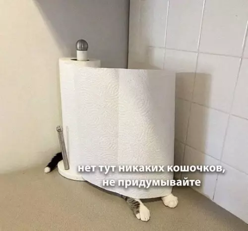 Смешная картинка №738778 Где кот?
