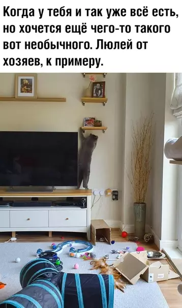 Смешная картинка №351722
