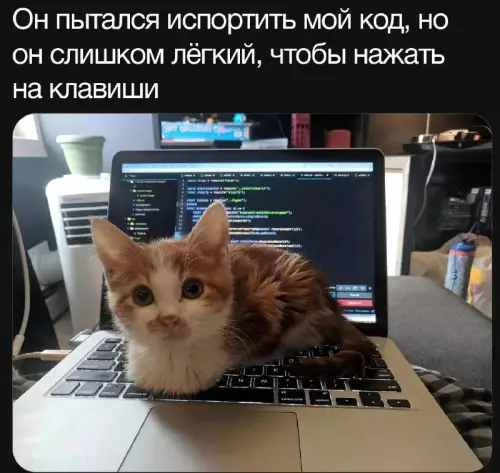 Смешная картинка №720133 Коты