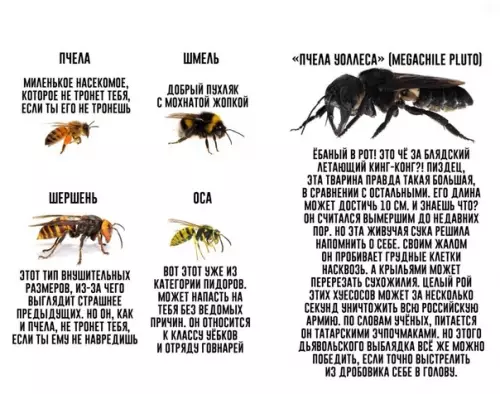 Смешная картинка №349087