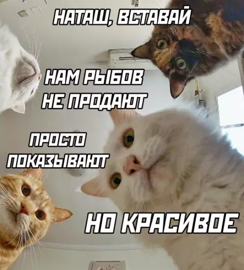 Смешная картинка №588868 про рыбов, коты