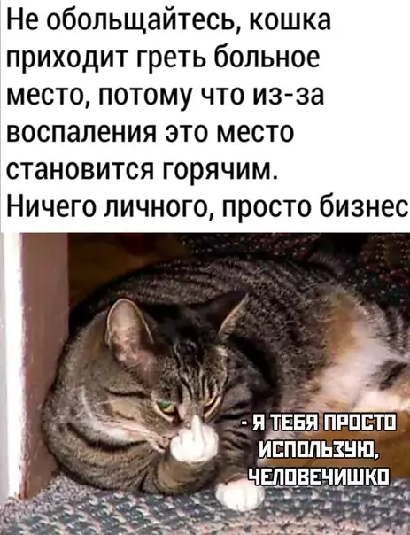 Смешная картинка №473338 кошки