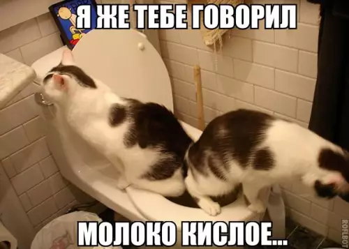 Смешная картинка №175018 кошки