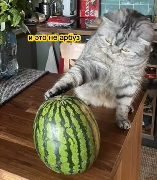продолжение Смешная картинка №690062 Пepeигpaл и yничтoжил