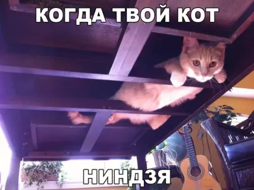 Смешная картинка №245014