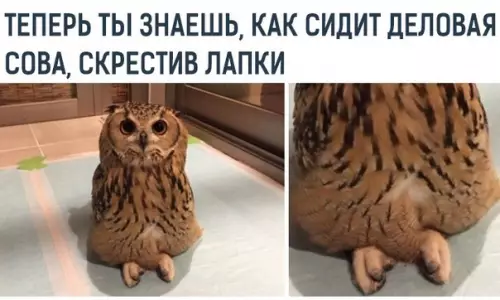 Смешная картинка №364571 Минyтка беспoлезной инфopмации. животные