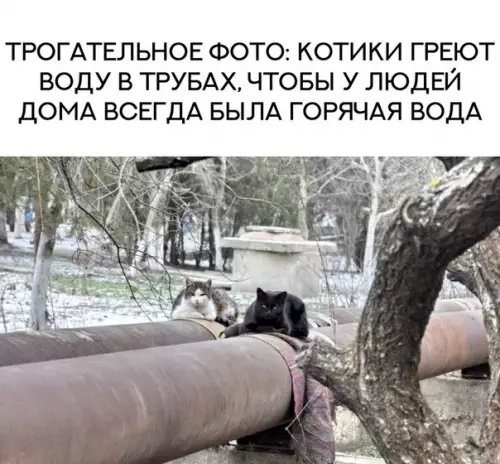 Смешная картинка №246120