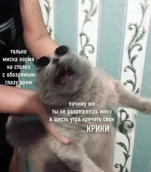 Смешная картинка №581889 Утро начинается с котоЛепса