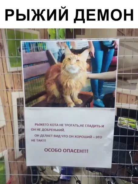 Смешная картинка №338225 коты