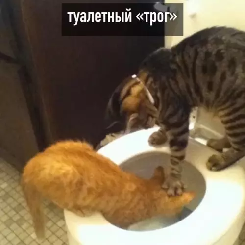 продолжение Смешная картинка №586922 "Tpoг" бывaeт paзным кошки