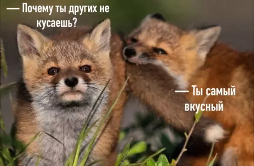Смешная картинка №561612