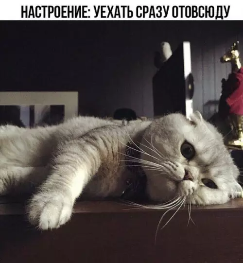 Смешная картинка №246743