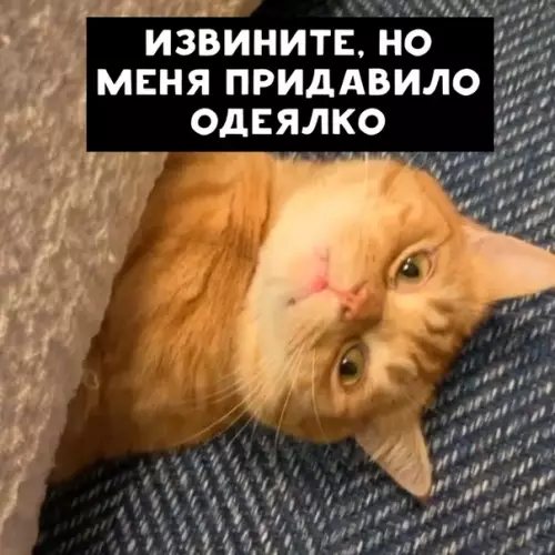 Смешная картинка №461213 Когда очень не хочешь куда-то идти