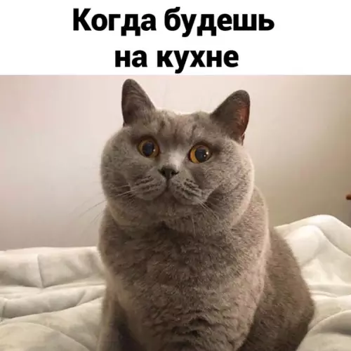 Смешная картинка №523108