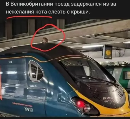 Кот против расписания поездов 🐈‍⬛🚂 - В Великобритании поезд задержался из-за нежелания кота слезть с крыши.