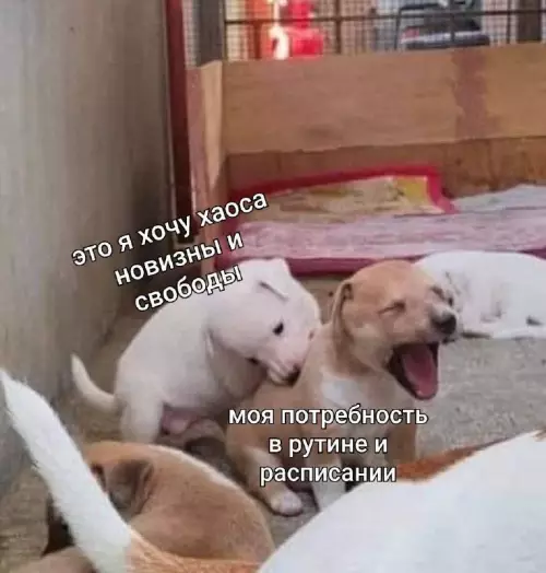 Битва за внутреннее состояние 🐶💥 - это я хочу хаоса новизны и свободы моя потребность в