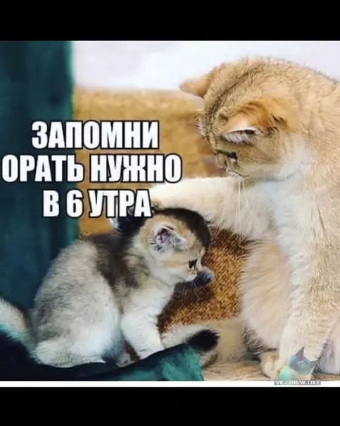 Смешная картинка №337629