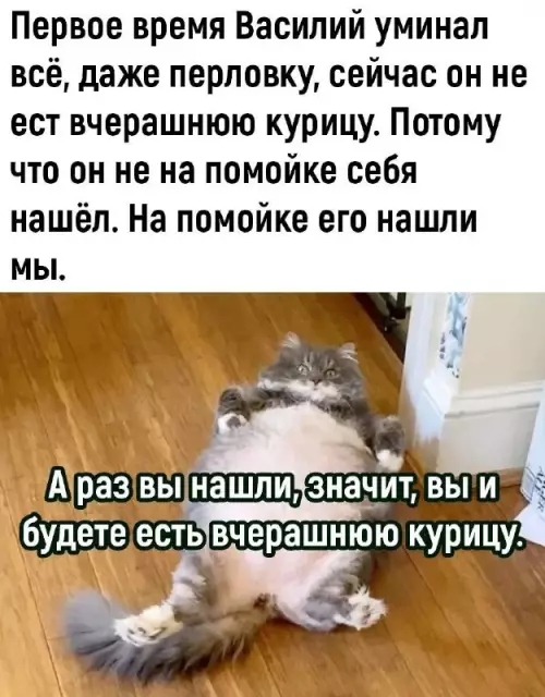 Василий — настоящий босс 😼👑 - Первое время Василий уминал всё, даже перловку, сейчас он не