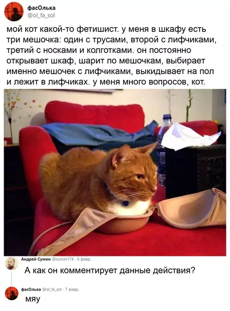 Смешная картинка №553854 Koт-фeтишиcт