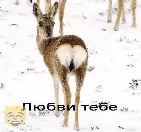 Смешная картинка №479028 #приколы #картинки #мемы ?