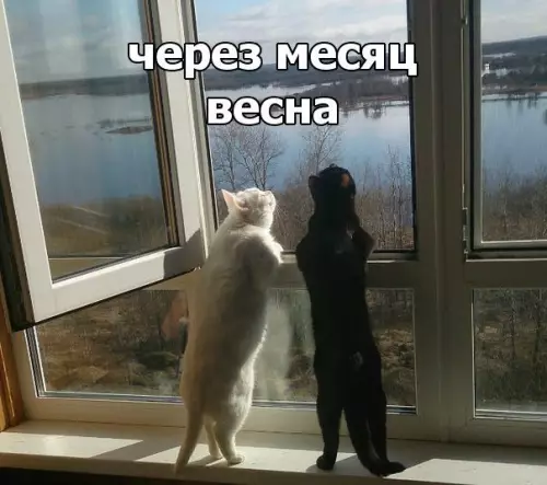 Смешная картинка №245330