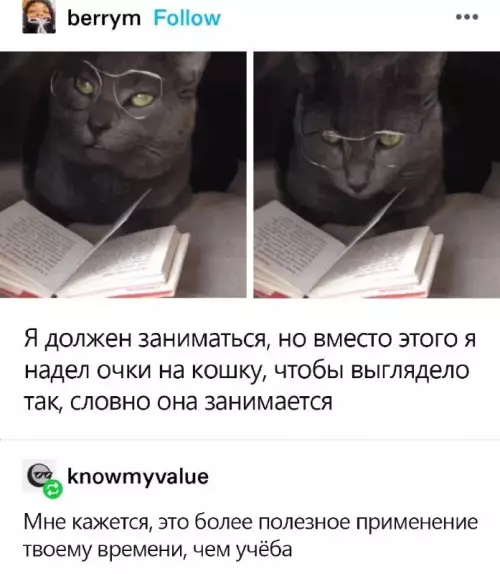Смешная картинка №700622 коты