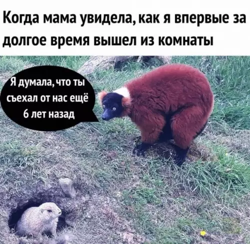 Смешная картинка №332504 Интроверты поймут