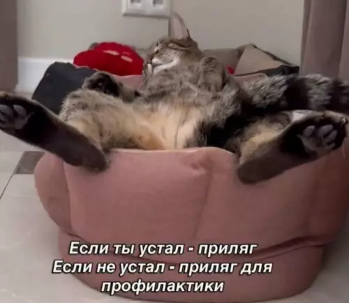 Кот и его философия отдыха