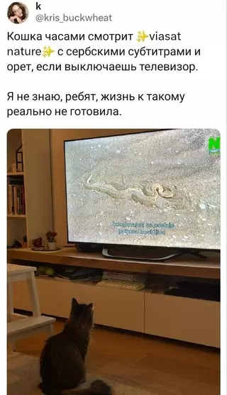 Смешная картинка №713737 Кошки