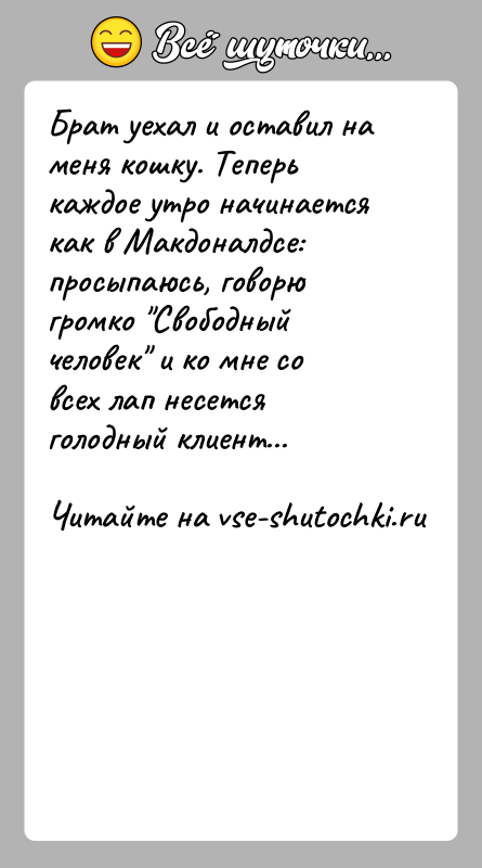 История: Брат уехал и оставил на меня кошку. Теперь каждое утро начинается как в Макдоналдсе: просыпаюсь, говорю громко Свободный человек и